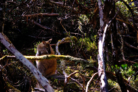 Wallabies are marsupials closely related to kangaroos and wallaroos.