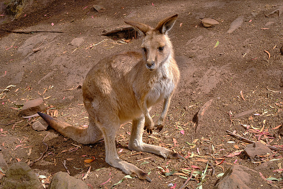 Kangaroos are large marsupials indigenous to Australia and they cannot hop backwards.  True fact.