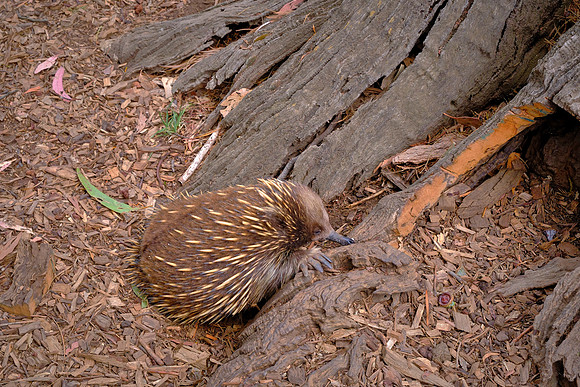 Echidnas use their long, sticky tongues to eat ants and termites.