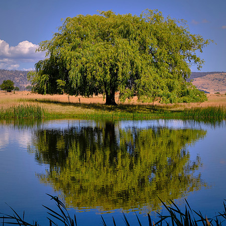 Weeping willow tree on the bank of the Macquarie River by the Ross Bridge outside Ross, Tasmania.