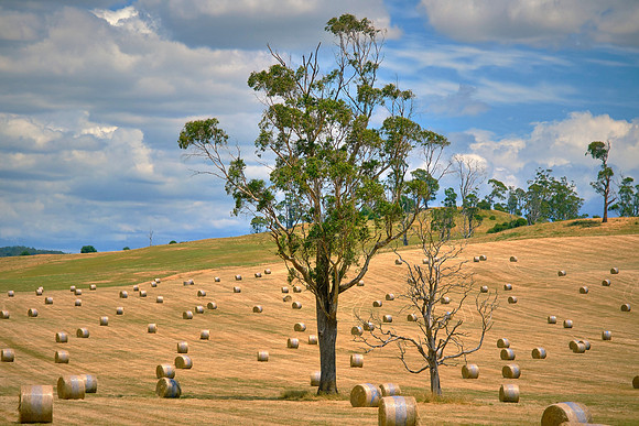On the road from Hobart to Cradle Mountain.