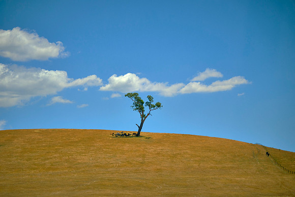 Lone sentinel on the road from Hobart to Cradle Mountain.