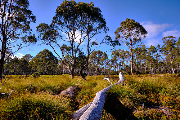 Buttongrass is a species of tussock-forming sedge that forms part of a unique habitat in Tasmania.