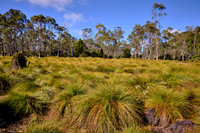 2026 Jan - Tasmania