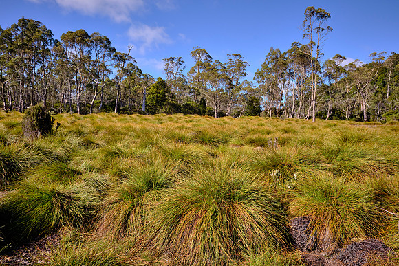 On the road from Cradle Mountain to Launceston we take a short walk through buttongrass moorlands.