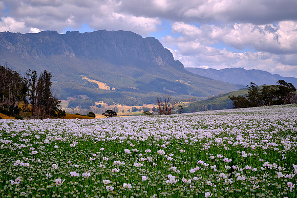 Tasmania grows roughly half of the world’s lawful poppy crop used for pharmaceutical alkaloids.