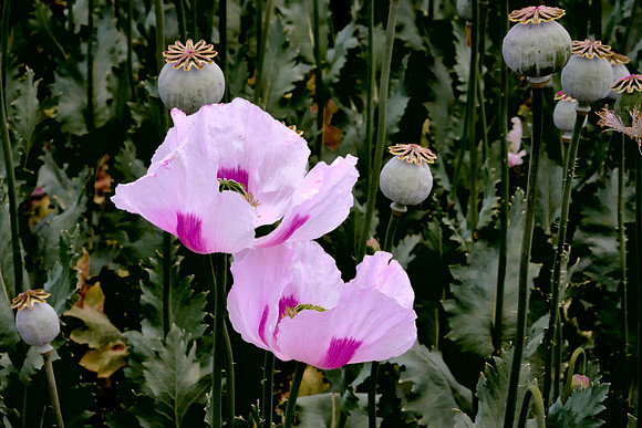 The climate, soils, and isolation make Tasmania ideal for growing pharmaceutical poppies.