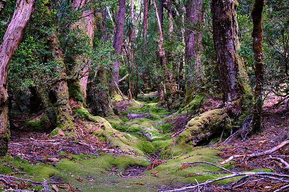 Weindorfer enthused about the Cradle Mountain area; he purchased hundreds of acres and drew tourists to the area.
