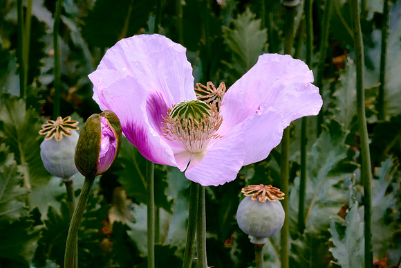 Decades of selective breeding have created high‑alkaloid “industrial” poppy strains.