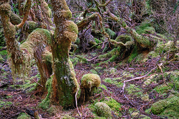 Weindorfer stated, "This must be a National Park for the people for all time...