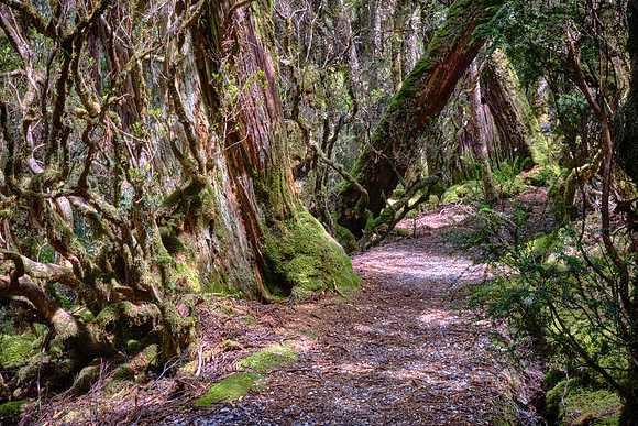 In 1921, Weindorfer toured Tasmania to promote the concept of a national park for Cradle Mountain.