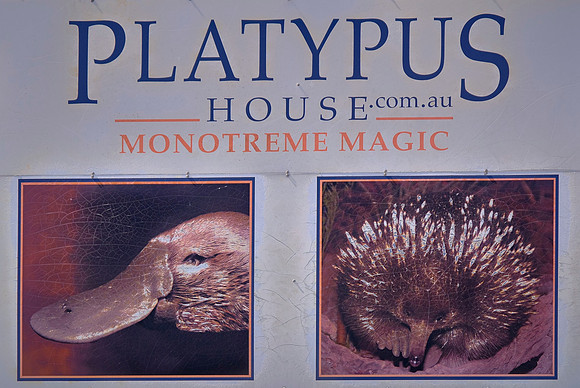 Monotremes are egg-laying mammals of Australia whose only living members are the platypus and the echidnas.