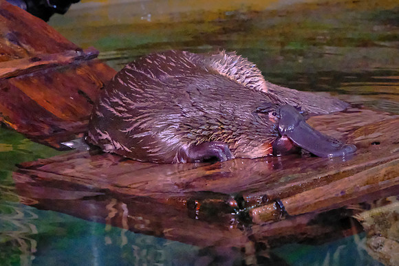 The male platypus is a venomous mammal because it has a spur on each hind foot that delivers painful venom.