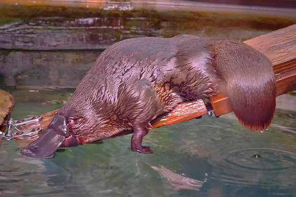 The platypus uses electrolocation to detect prey in water while its eyes, ears, and nostrils are closed.