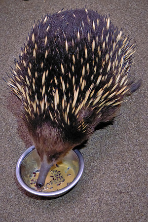 Echidnas have spines, a long sticky tongue for catching insects, and they carry their young in a pouch.