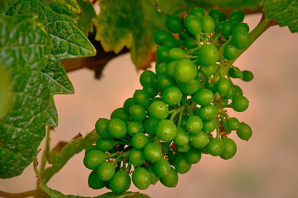 The winery is designed to produce 16,000 cases of wine per year.
