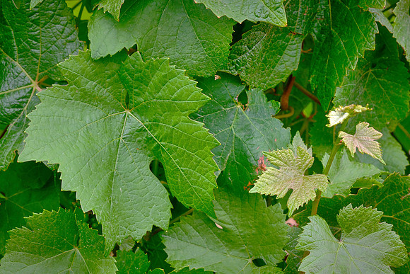 Small Wonder Wines has capacity to produce 250 tons of grapes each year.