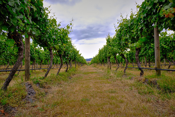 Small Wonder grows grapes across two distinct sites in Lutruwita: in the Tamar Valley, and in the Coal River Valley.
