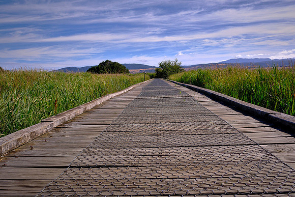 We visited the Tamar Wetlands which is a unique estuarine ecosystem of mudflats, lagoons, and islands.