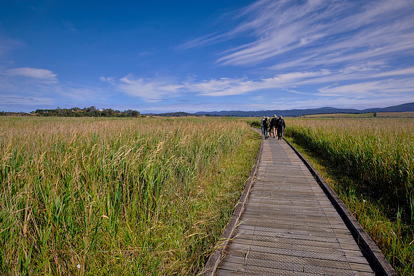 There are several species of ducks, black swans, egrets, cormorants and swamp harriers across the wetlands.