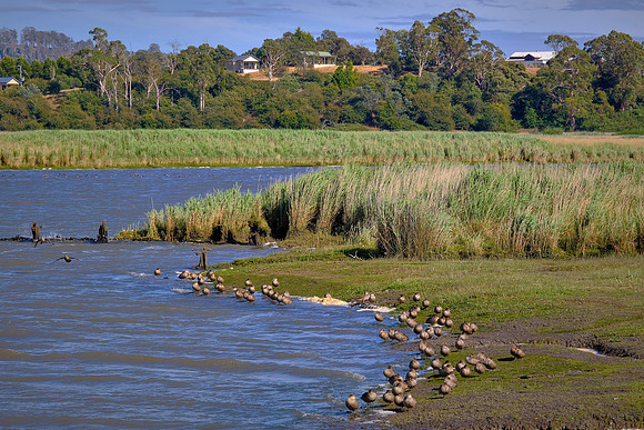 The grey teal is a dabbling duck found in open wetlands in Australia and New Zealand.