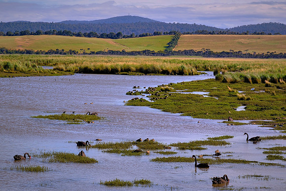 Grey teal ducks share the wetlands with black swans.