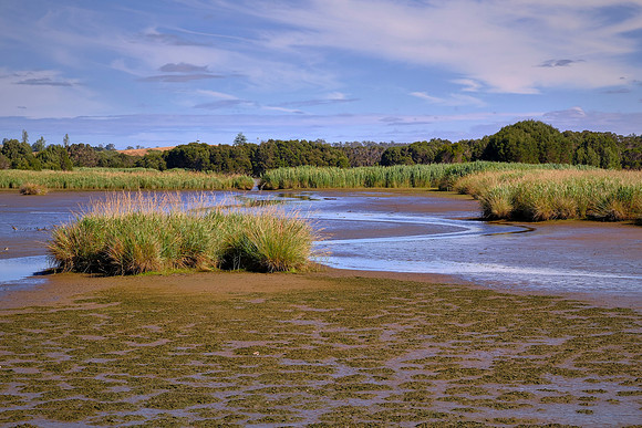 The sedge or rush vegetation in the foreground are quite hardy and thrive it wetlands.