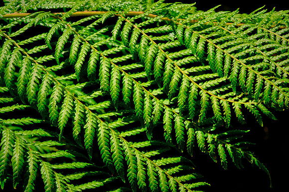 In the gorge there is a mixed understory of small shrubs, mosses, plants like this Australian tree fern.