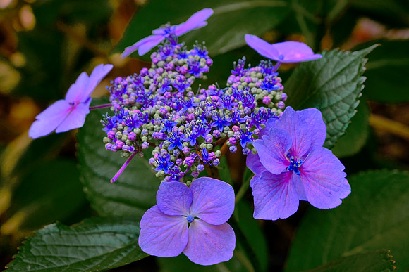 A few Lacecap Hydrangeas are sprinkled around the gorge.
