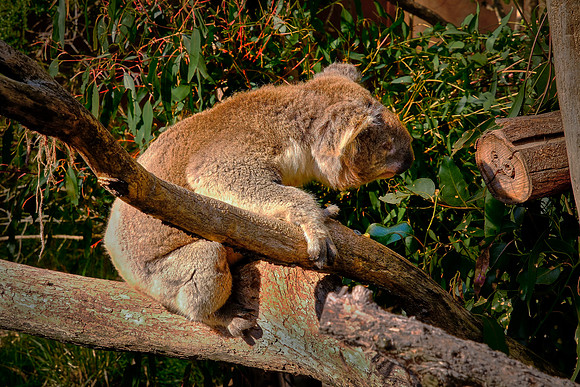 This koala in the Healesville Wildlife Sanctuary is at home in this natural bushland.