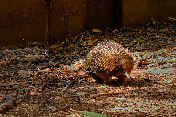 Echidnas use a very keen sense of smell to detect ant and termite nests.