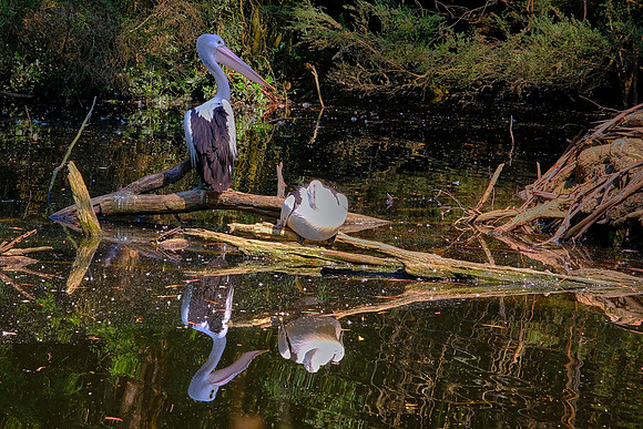 Two Australian pelicans.