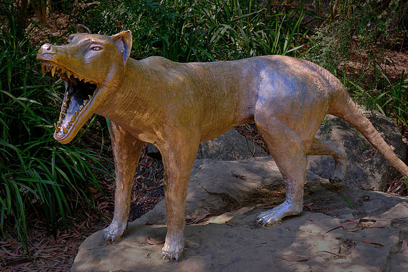 The Tasmanian tiger was a dog‑sized marsupial predator.  The last one died in captivity at Hobart Zoo in 1936.