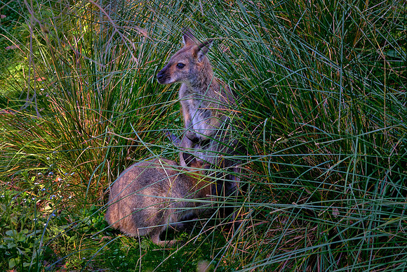 This mother wallaby is reluctantly still feeding her overgrown youngster.