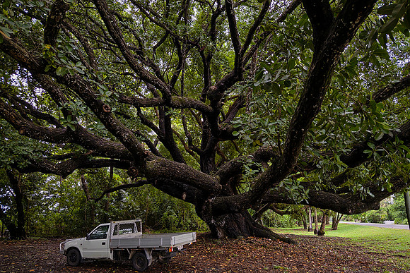 We flew from the Red Center to Cairns on the east coast and traveled to Cooya Beach where this live oak lives.