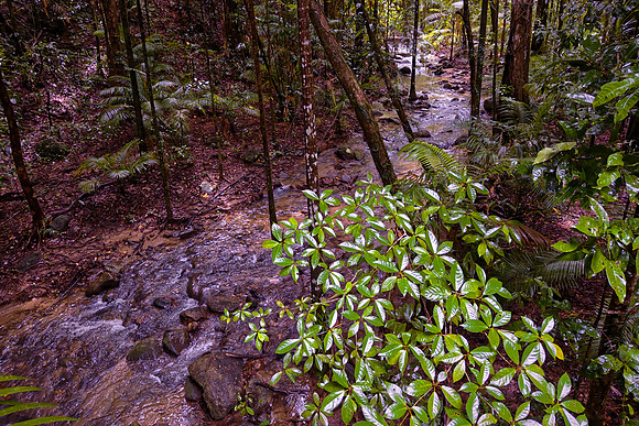 We visited the rainforest of Mossman Gorge.  The area receives, on average, 85 inches of precipitation per year.