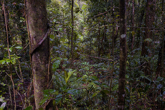 The Mossman River carves through an ancient rainforest and over granite boulders amid towering mountains.