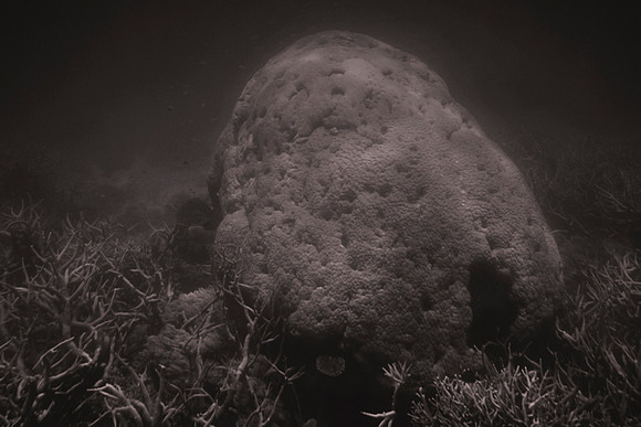 This Porites coral is a massive coral colony on the Great Barrier Reef.