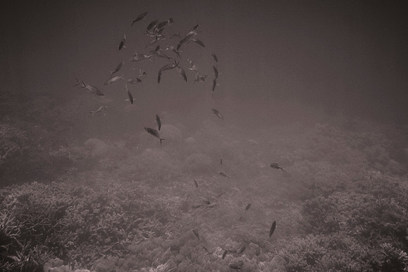Great Barrier Reef