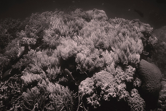 This image may be showing a significant coral bleaching event.
