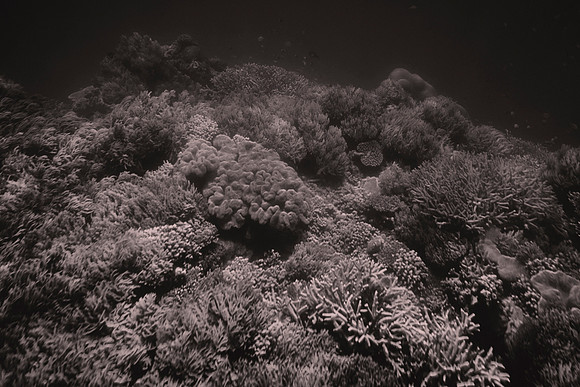 Great Barrier Reef