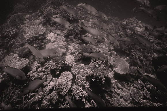 Great Barrier Reef