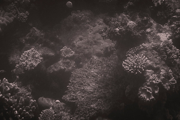 Great Barrier Reef