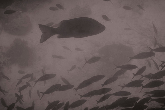 Great Barrier Reef
