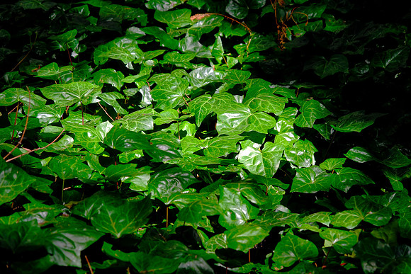 The gardens have a variety of collections of exotic and local plants of New Zealand.