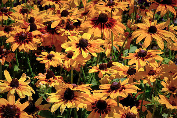 The Botanic Gardens were founded in 1863 and sprawl over 52 acres  on the Avon River next to Hagley Park.