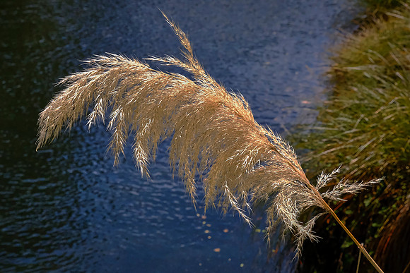 This plume of South Island toetoe is native to New Zealand.