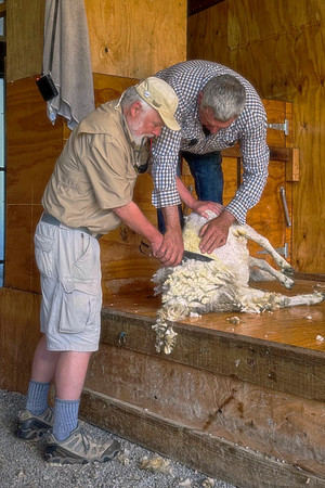 A fresh young sheep shearer is newly certified.