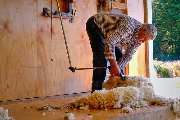 Wool prices have plummeted due to synthetic fibers; meat now dominates economically over wool.