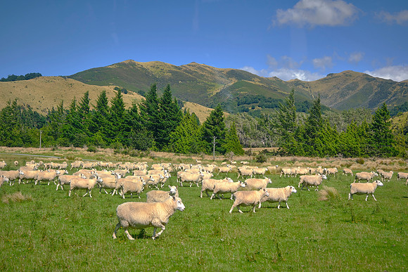 We visited a sheep farm near Christchurch.